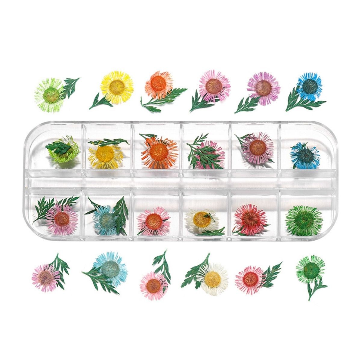 Nadel-Chrysanthemen in 12 Farben