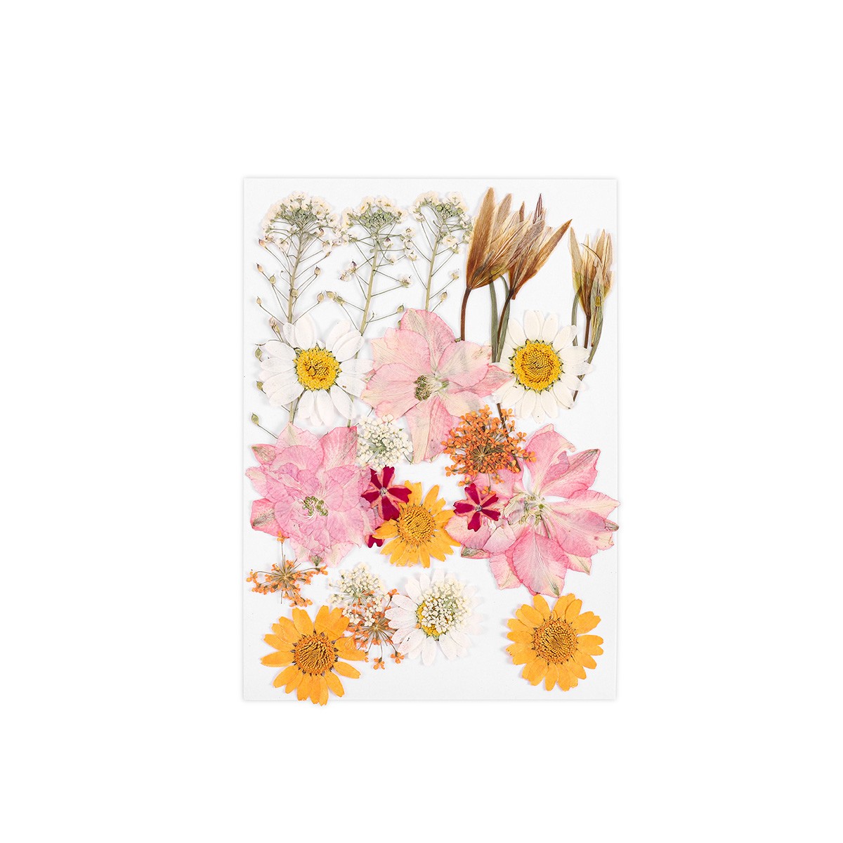 Collection des Wildflowers V.1