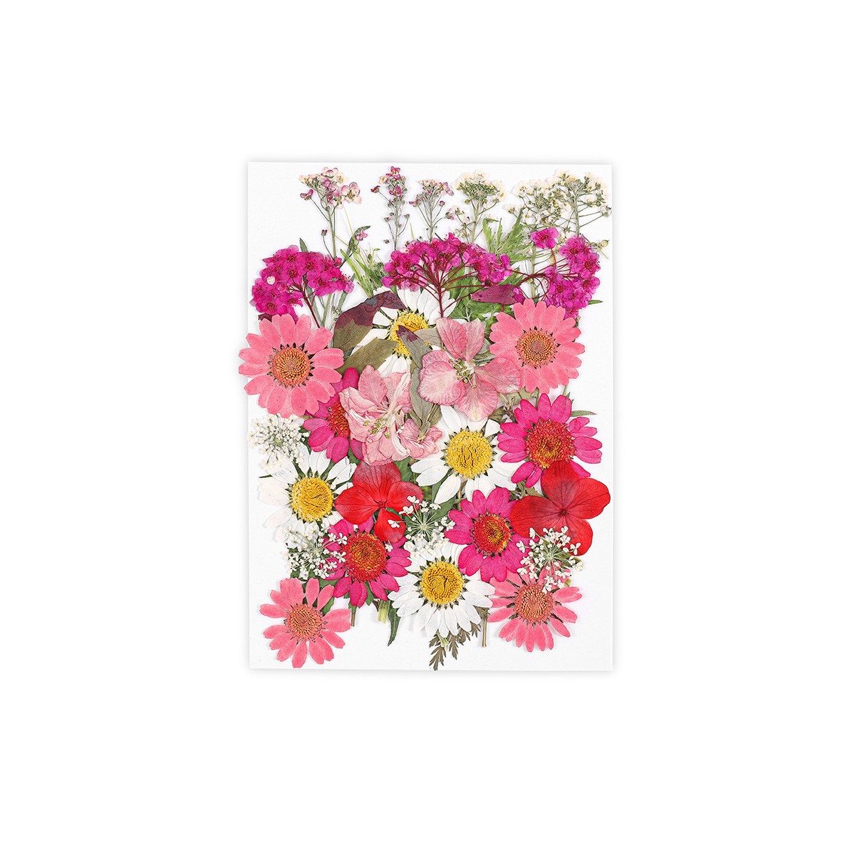 Colección Pink Wildflowers