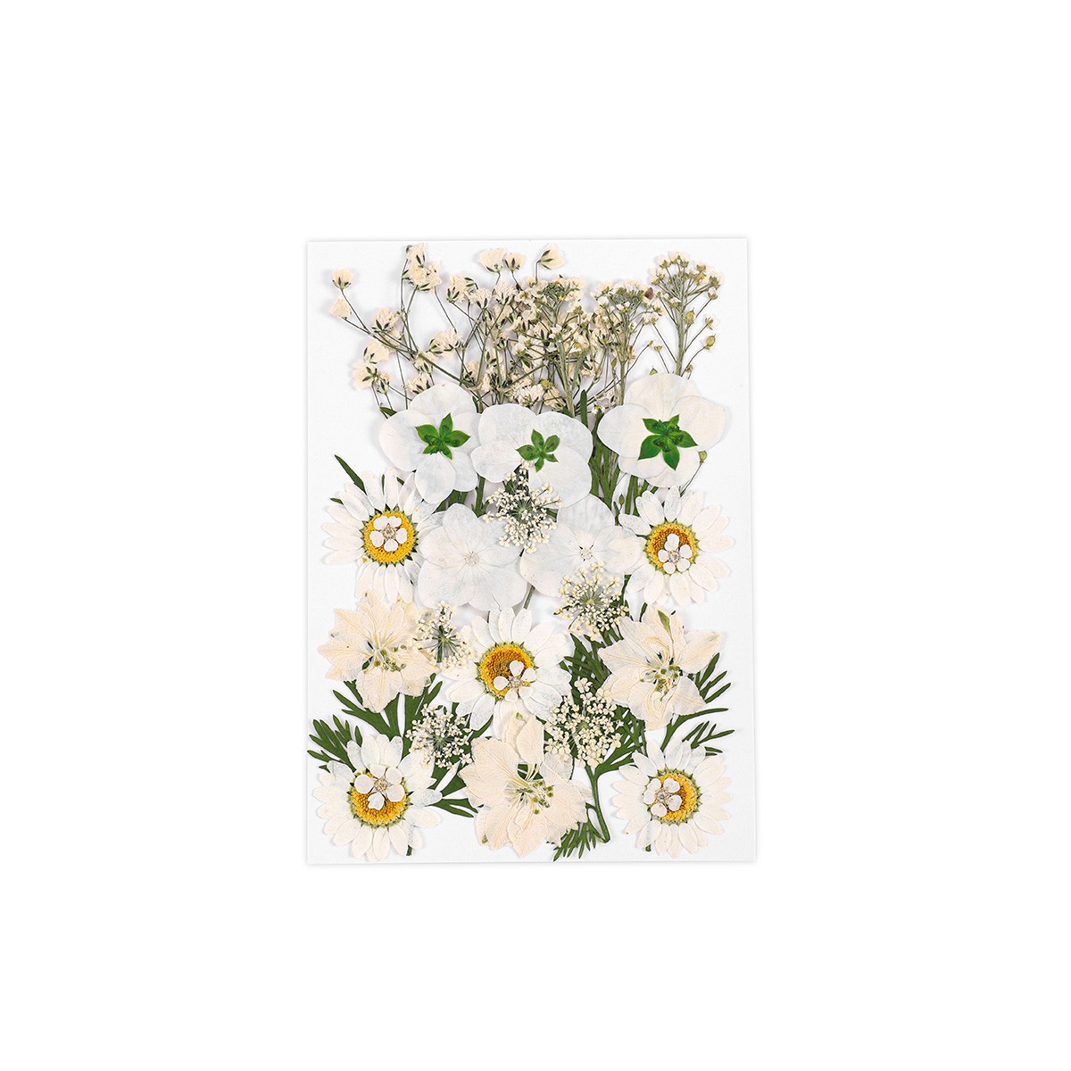 Weiße Wildblumen Kollektion