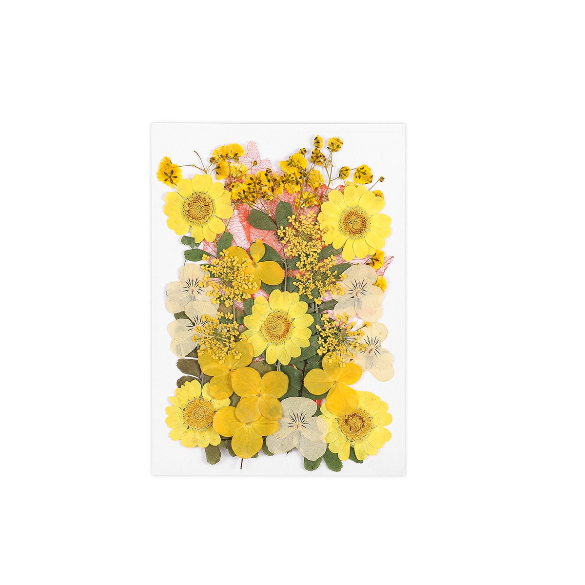 Collection de fleurs sauvages jaunes