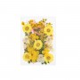 Colección amarilla de flores silvestres