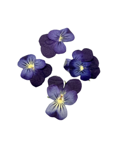 Pansy Classical