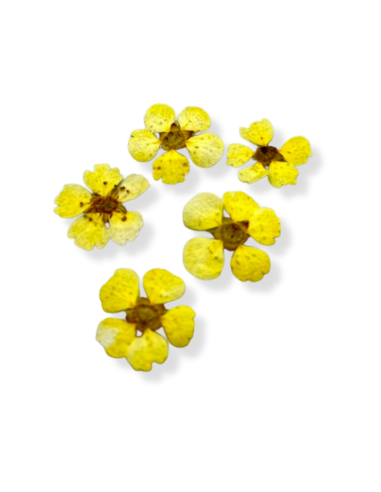 Fleurs de Bach Cherry Plum Yellow