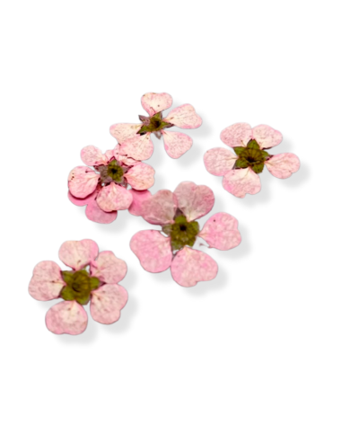 Bach Flowers Cherry Plum Pink